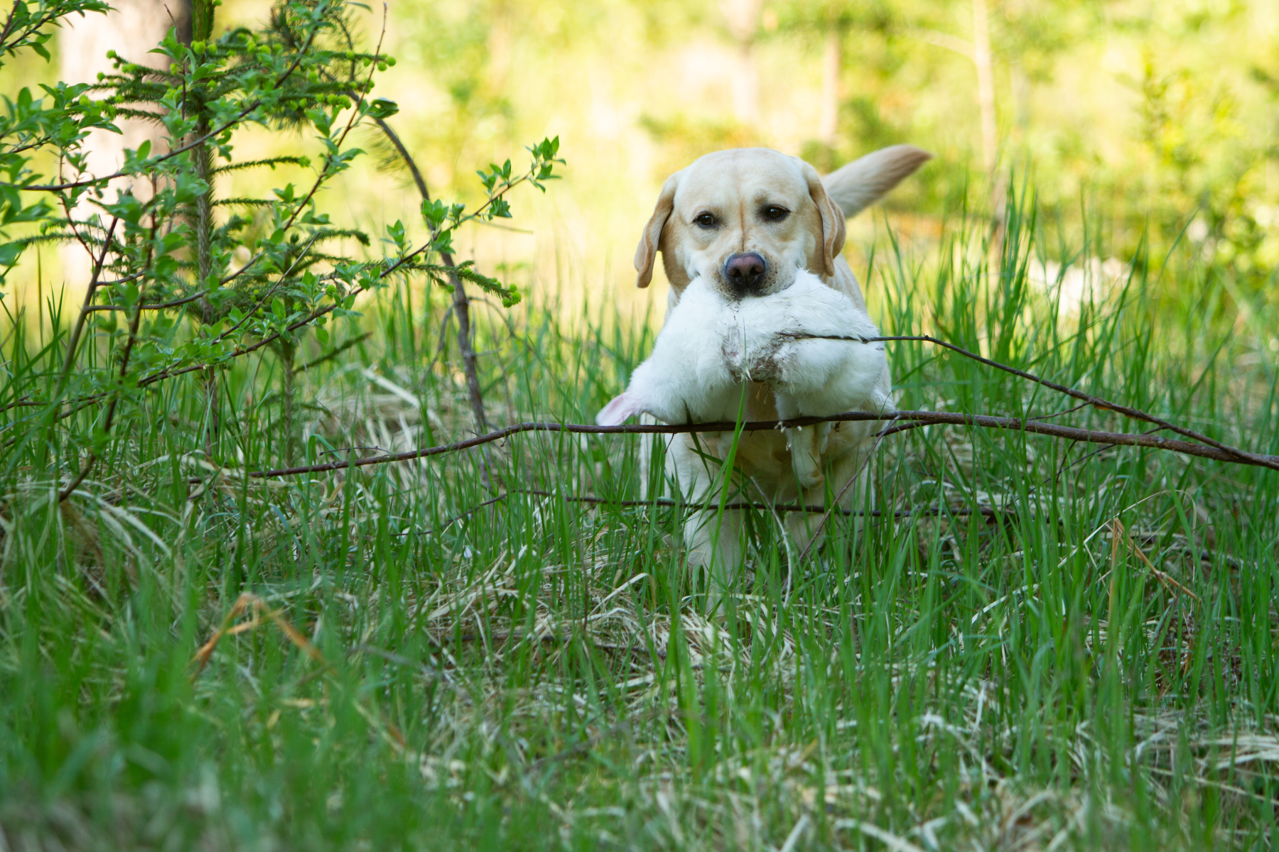 Astonishing Aquarelle "Pepe"