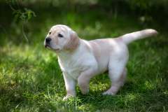 Astonishing Aquarelle