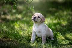 Astonishing Aquarelle