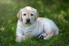 Astonishing Aquarelle