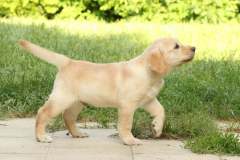 Astonishing Aquarelle