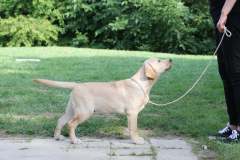 Astonishing Aquarelle