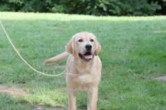 Astonishing Aquarelle