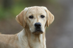 Astonishing Aquarelle at the age of 6 months