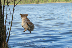 Astonishing Aquarelle \"Pepe\"