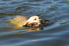 Astonishing Aquarelle \"Pepe\"