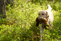 Astonishing Aquarelle \"Pepe\"