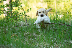 Astonishing Aquarelle \"Pepe\"