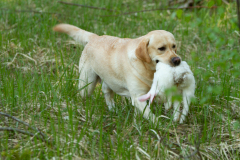 Astonishing Aquarelle \"Pepe\"