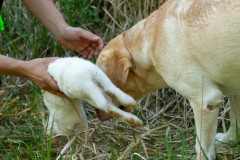 Astonishing Aquarelle \"Pepe\"