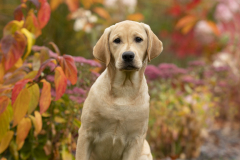 Astonishing Aquarelle