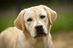 Astonishing Aquarelle at the age of 13 months