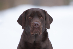 Bridgestrella Google Play My Brand