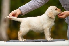 Cheya's Nights In White Satin