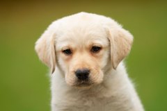 Cheya's Nights In White Satin