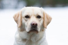 Cheya's Nights In White Satin (15 months old)