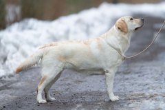 Cheya's Nights In White Satin (15 months old)