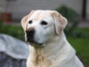 dolly-head10y