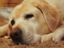 Dolly (1998-2009)