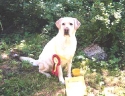 dollysk