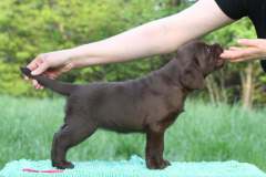 Double Mocha Aquarelle “Mocca”