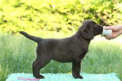 Double Mocha Aquarelle “Mocca”