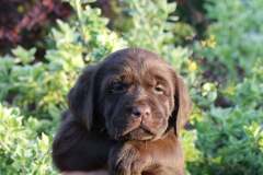 Double Mocha Aquarelle “Mocca”