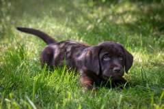 Double Mocha Aquarelle “Mocca”