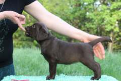 Double Mocha Aquarelle “Mocca”