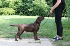 Double Mocha Aquarelle “Mocca”