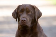 Double Mocha Aquarelle “Mocca” at the age of one year