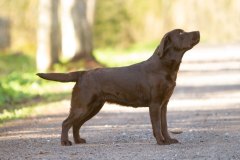 Double Mocha Aquarelle “Mocca” at the age of one year