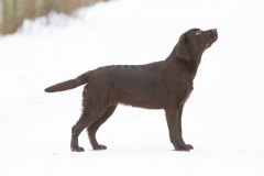 Double Mocha Aquarelle “Mocca” at the age of 8 months