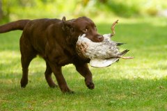 Double Mocha Aquarelle “Mocca” at the age of one year