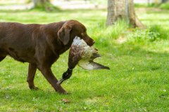 Double Mocha Aquarelle “Mocca” at the age of one year