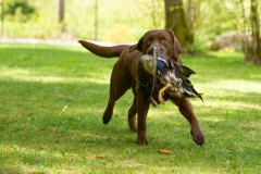 Double Mocha Aquarelle “Mocca” at the age of one year