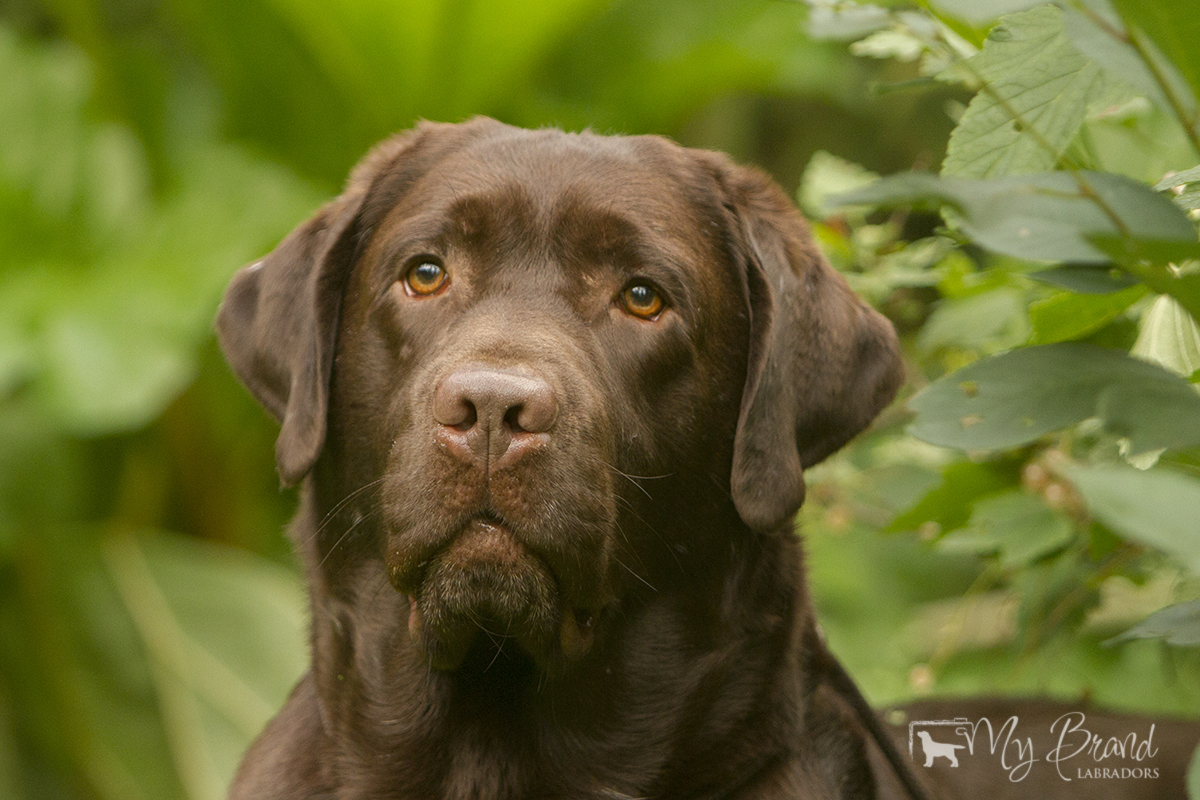 Genuine My Brand Optimus Canis