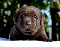 Genuine My Brand Optimus Canis at his breeder in Poland