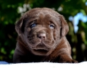 Genuine My Brand Optimus Canis at his breeder in Poland