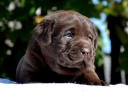Genuine My Brand Optimus Canis at his breeder in Poland
