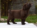 Genuine My Brand Optimus Canis at his breeder in Poland