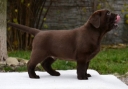 Genuine My Brand Optimus Canis at his breeder in Poland