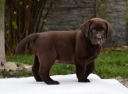 Genuine My Brand Optimus Canis at his breeder in Poland