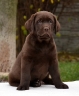 Genuine My Brand Optimus Canis at his breeder in Poland