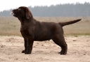 Genuine My Brand Optimus Canis at his breeder in Poland