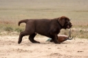 Genuine My Brand Optimus Canis at his breeder in Poland