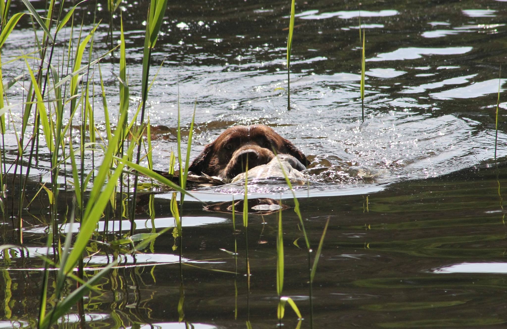 Genuine My Brand Optimus Canis (photo by Reeli Kuhi-Thalfeldt)