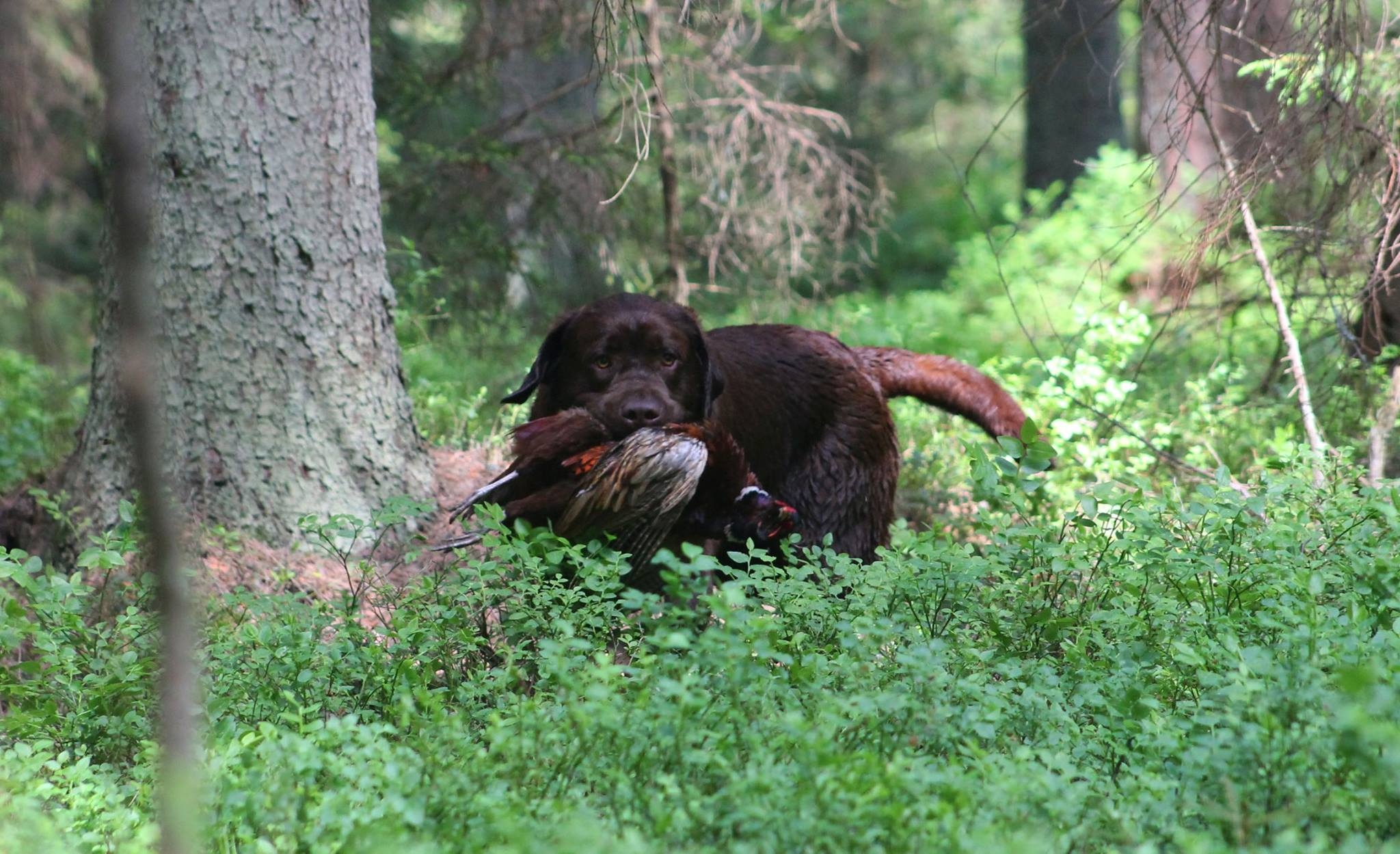 Genuine My Brand Optimus Canis (photo by Reeli Kuhi-Thalfeldt)