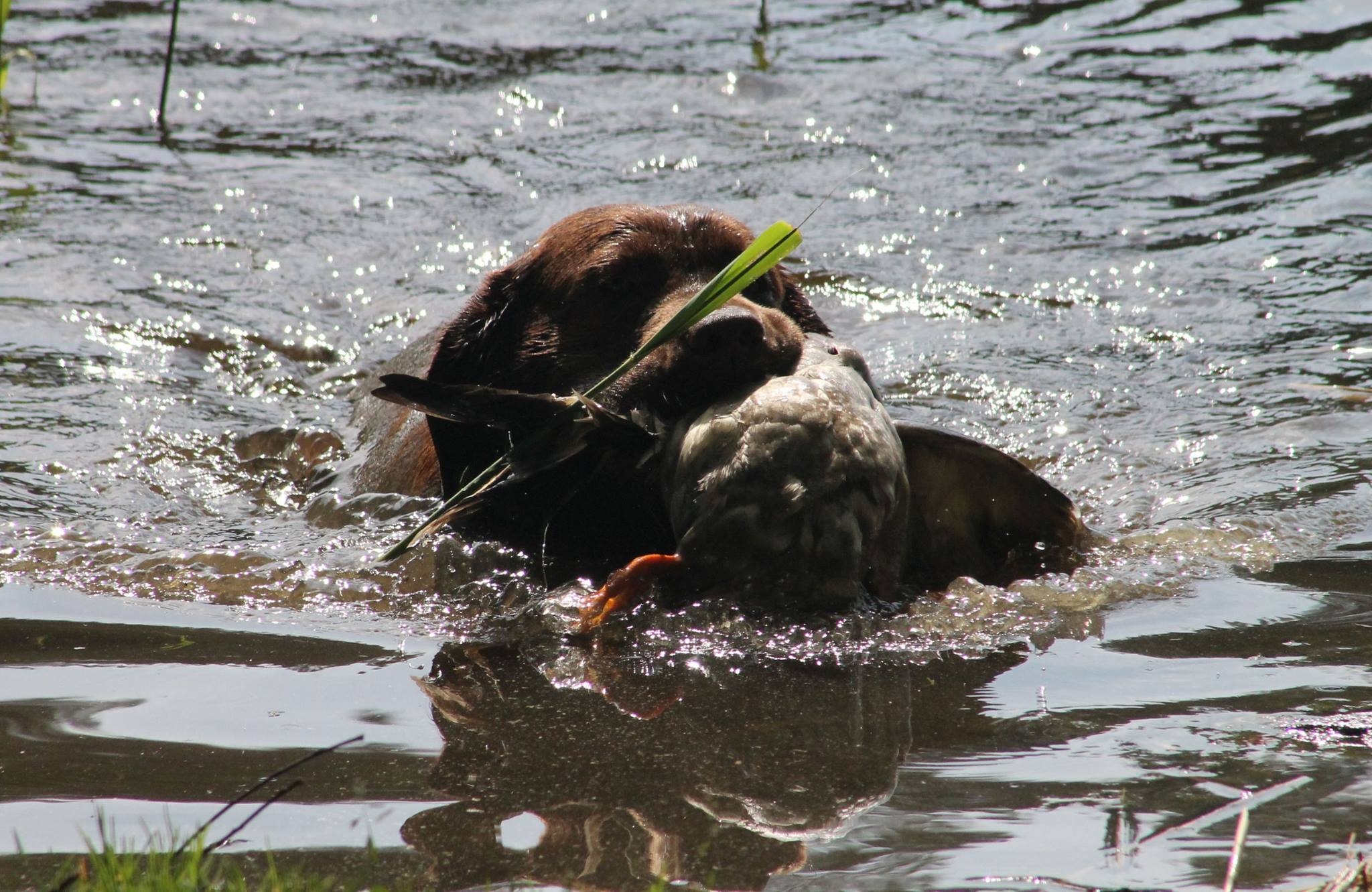 Genuine My Brand Optimus Canis (photo by Reeli Kuhi-Thalfeldt)