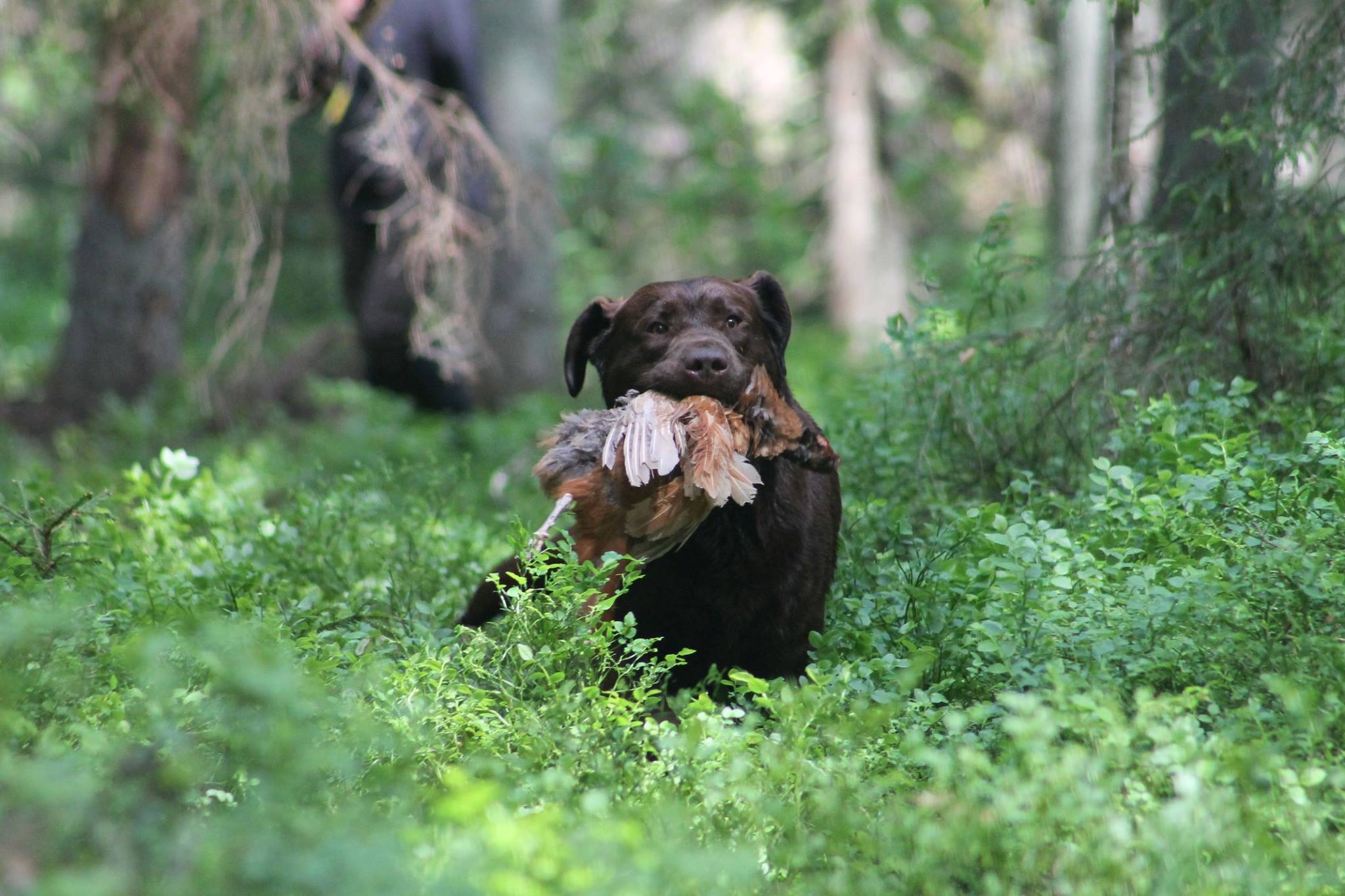 Genuine My Brand Optimus Canis (photo by Reeli Kuhi-Thalfeldt)
